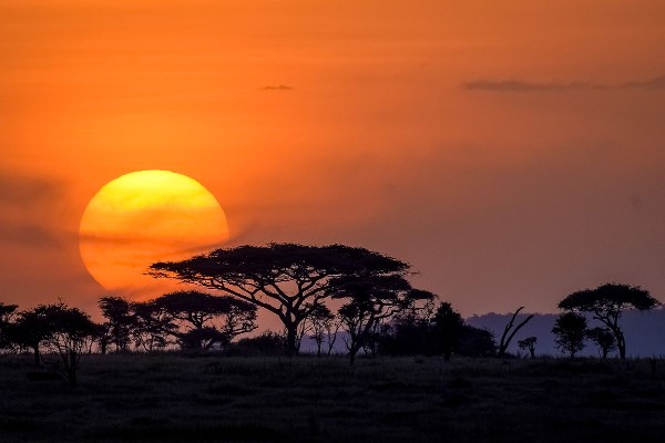 As sure as Kilimanjaro rises like Olympus above the Serengeti