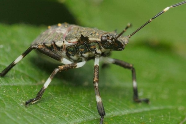 Brown marmorated stink bug no longer on the nose