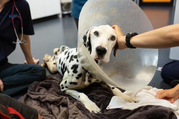 RSPCA worried 100 pets missing from Storybook Farm