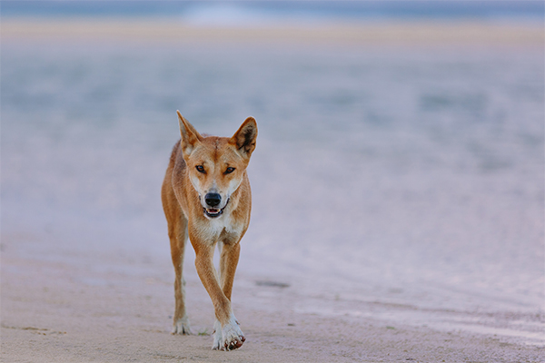 Article image for Toddler dragged away by dingo at Fraser Island