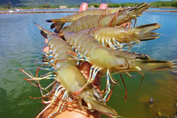 From near disaster to prize winning prawns