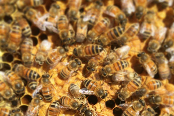 Helping bees is helping ourselves