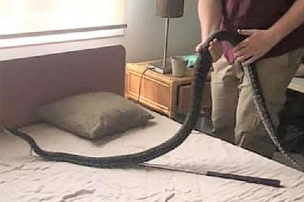 Woman woken up by snake licking her face