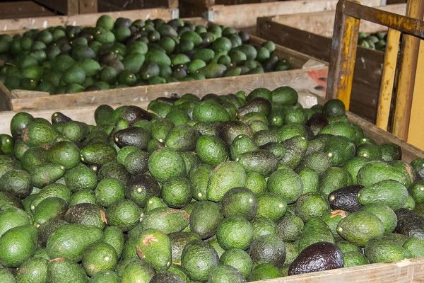 Increased avocado demand bares fruit