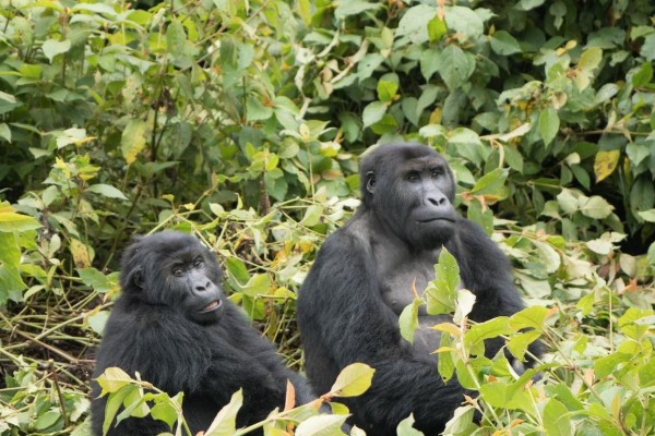 How to enjoy the gorillas in our midst