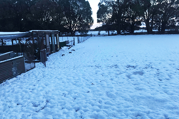 Article image for ‘Beautiful white wonderland’: Snow blankets the Southern Tablelands