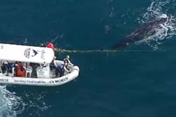 First whale rescue of the season