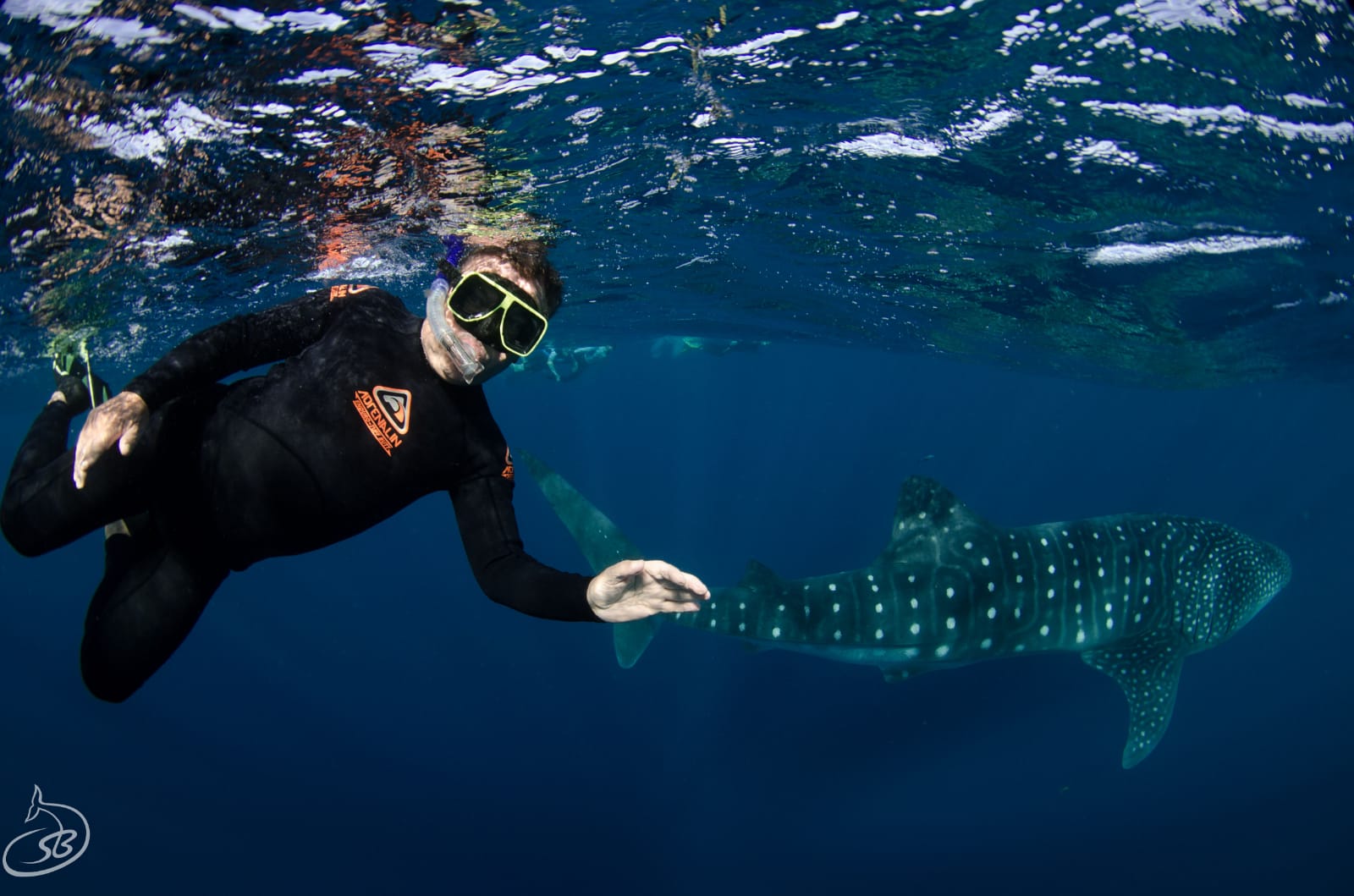 whaleshark 3