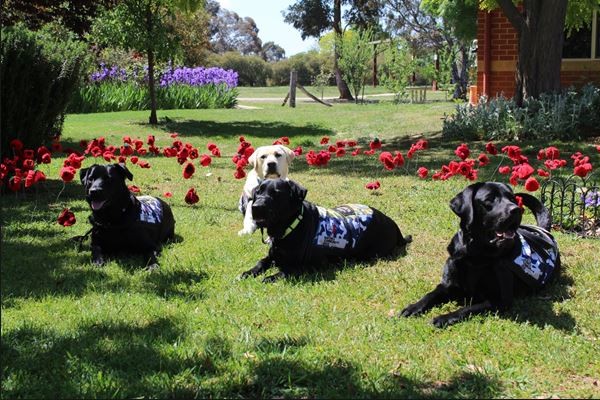 Prisoners giving back by training Defence Dogs