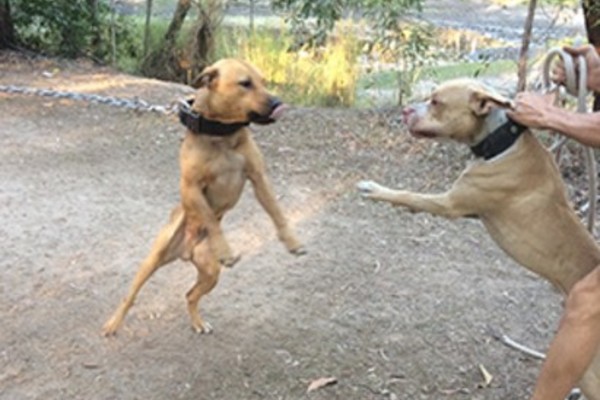 Underground dog fighting rings in Queensland