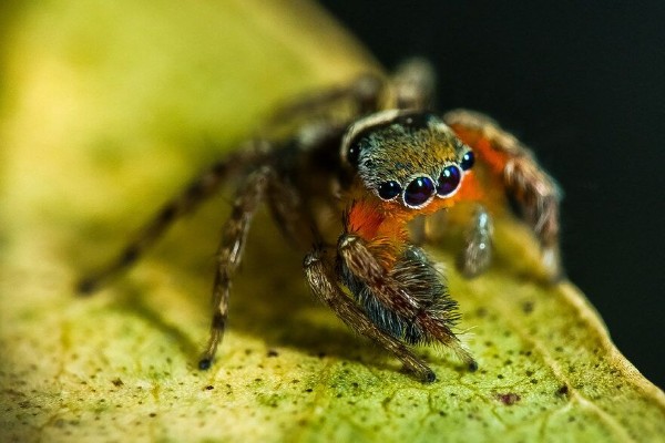 Jumping Spiders are nice little movers