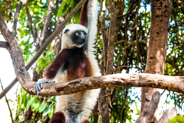 Madagascar, more than just lovable Lemurs