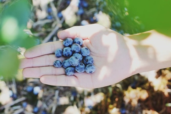Queensland blueberry farmers back in the pink