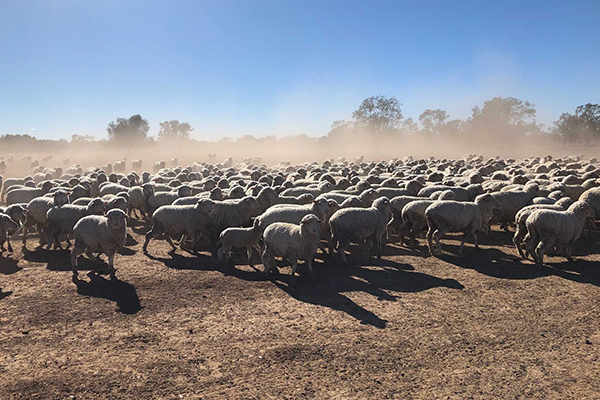 Article image for Agricultural exports reach record high amid worsening drought conditions