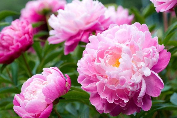 Perfecting peonies for Queensland