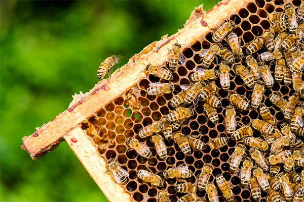 The sting of drought: Honey and almond production drying up