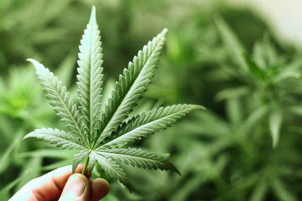 Huge concerns about ‘holes’ in legislation to decriminalise cannabis