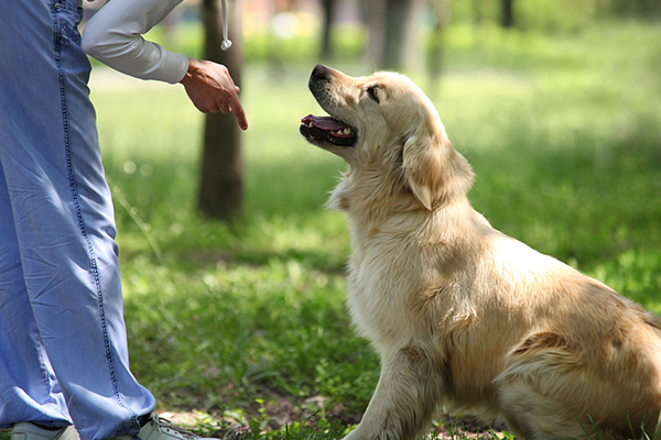 You can’t ‘walk your pets fit’, so how do you prevent their obesity?