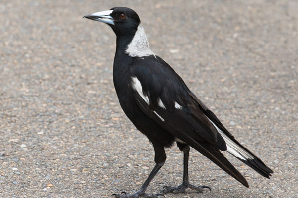 Cyclist dies trying to avoid swooping magpie