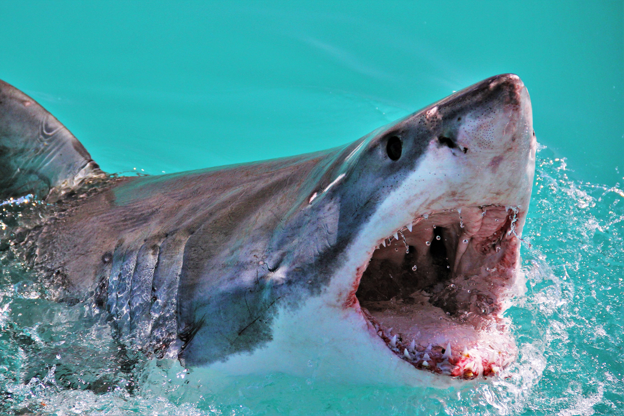 Article image for Great Barrier Reef beaches left completely unprotected against shark attacks