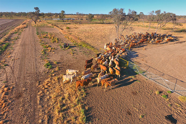 Farming body calls for national approach to drought