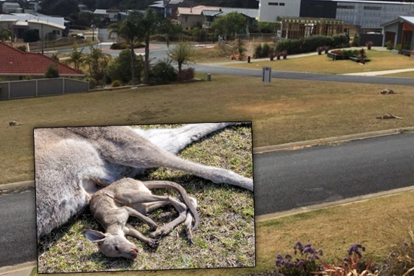 Article image for ‘Senseless slaughter’: Teen charged over sickening kangaroo deaths
