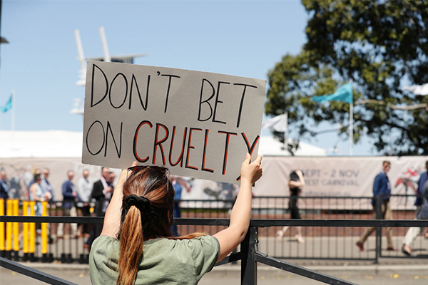 Article image for Racehorse retrainer refutes claims of widespread slaughter