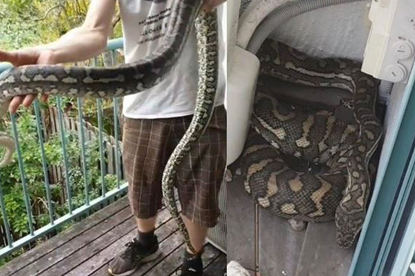 Article image for Snakes alive! Brisbane residents overrun by huge pythons