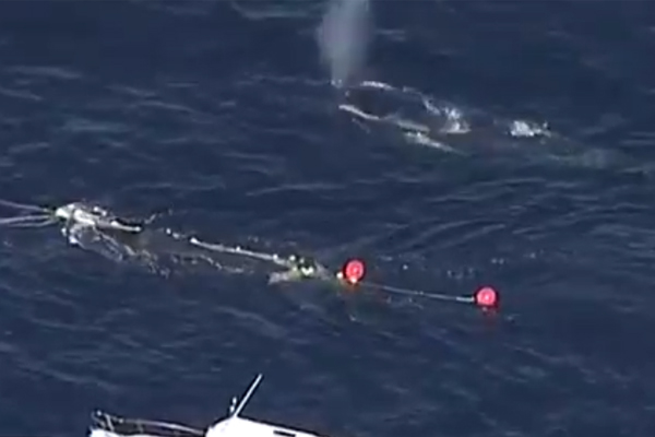 Rescuers save humpback whale calf trapped in netting