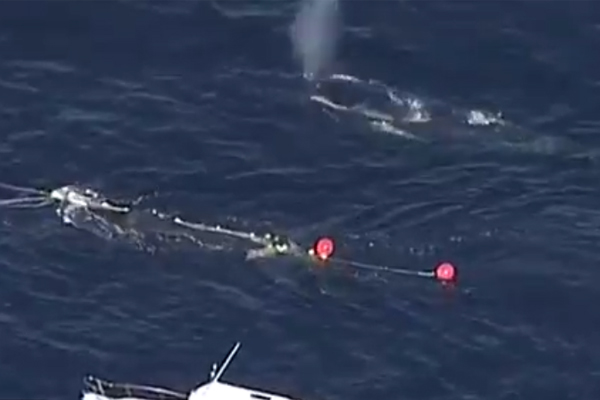Article image for Rescuers save humpback whale calf trapped in netting