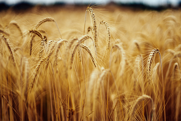 Article image for Prices set to rise as Australia faces smallest winter crop in a decade