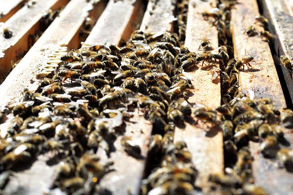 Article image for The importance of bees