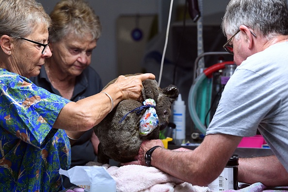 Article image for Extreme fire conditions could spell trouble for koalas
