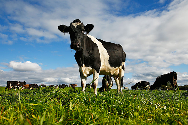 Chinese company to take over Australian Dairy icon