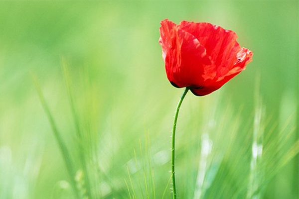 Article image for Australia pauses for Remembrance Day