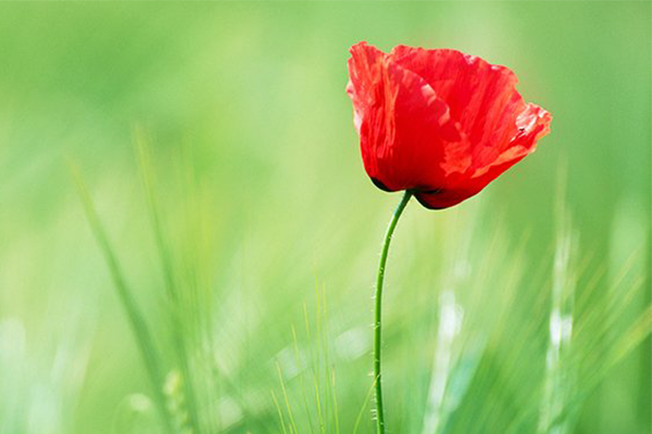 Australia pauses for Remembrance Day