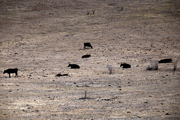 RSPCA defends seizing cattle from drought-stricken farmers