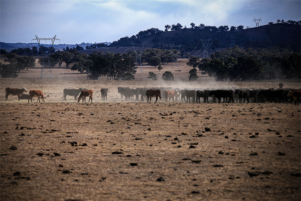 Article image for ‘People don’t like talking about it’: The ‘frightening’ tragedy affecting our farmers