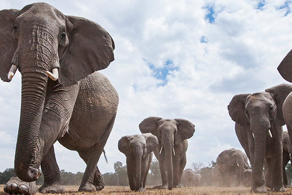Australian tourist killed by elephant in Africa