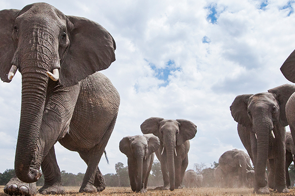 Article image for Australian tourist killed by elephant in Africa