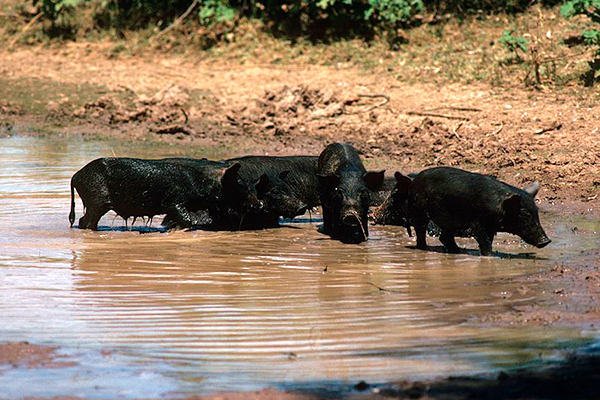 Article image for Calls for feral pig bounty as fears of African swine fever grips industry