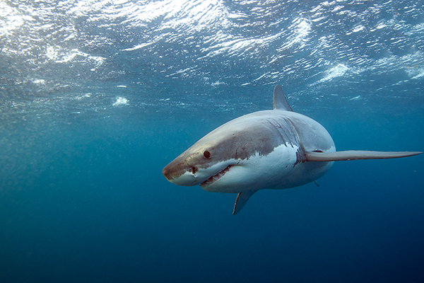 Article image for QLD tourism industry calls for greater shark control