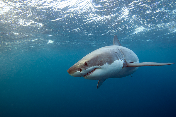 Drones to star in Shark Management Strategy