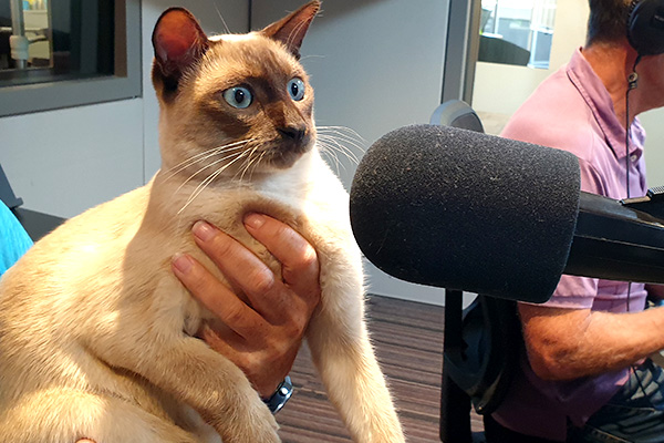 Award-winning cat Gus joins John Stanley at the mic