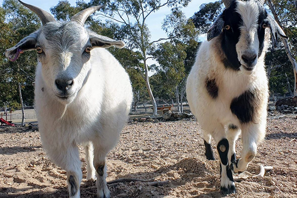 Article image for Generous 4BC listeners help desperate animal sanctuary through bushfire chaos