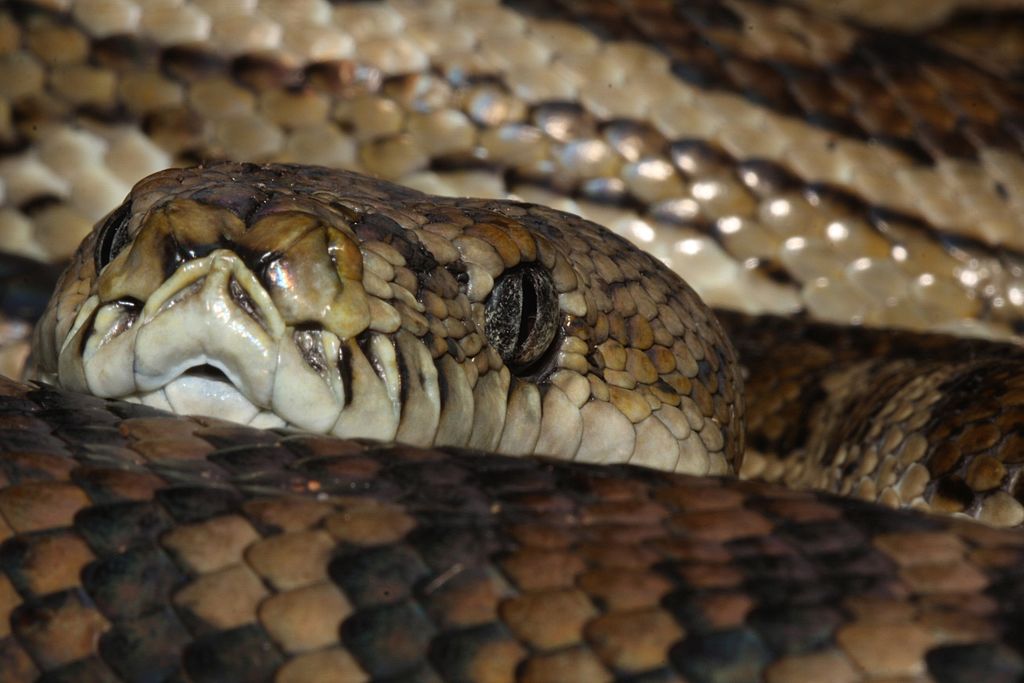 Your roof is “like a sauna” for carpet pythons, and it’s putting pets at risk