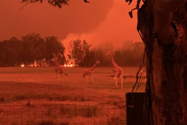Article image for How Mogo Wildlife Park managed to save 200 animals from devastating fires