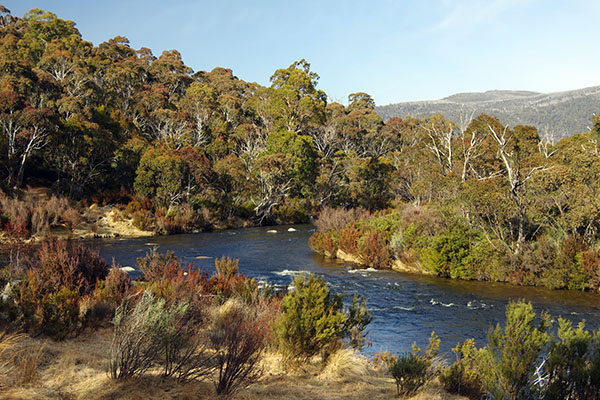 Cutting fuel load could reduce bushfire risk by next summer