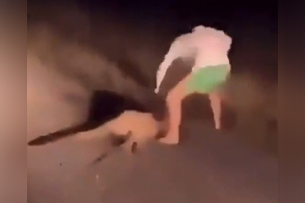 Teenager charged after footage of sickening attack on kangaroo
