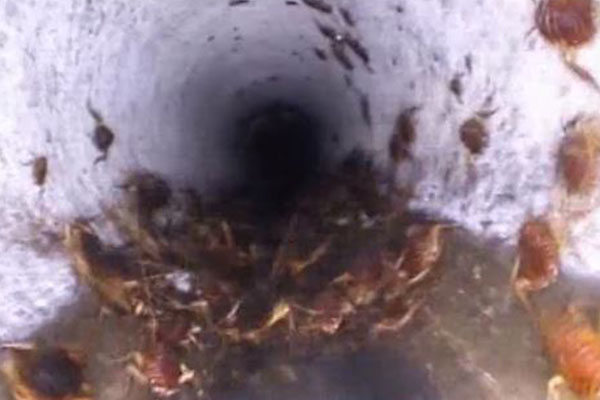 Article image for Disgusting footage of hundreds of cockroaches at Queensland home